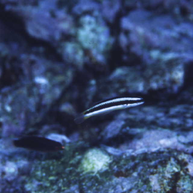 Thalassoma amblycephalum